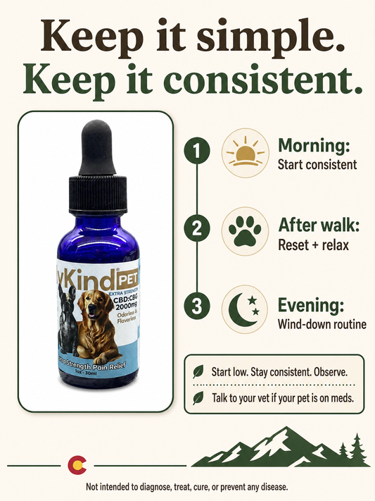 CBD for Dogs: A Complete Guide to Daily Routines, Quality, and How to Shop Smart